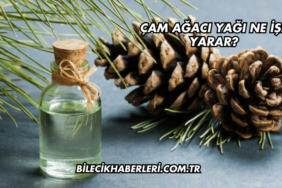 Çam Ağacı Yağı Ne İşe Yarar?