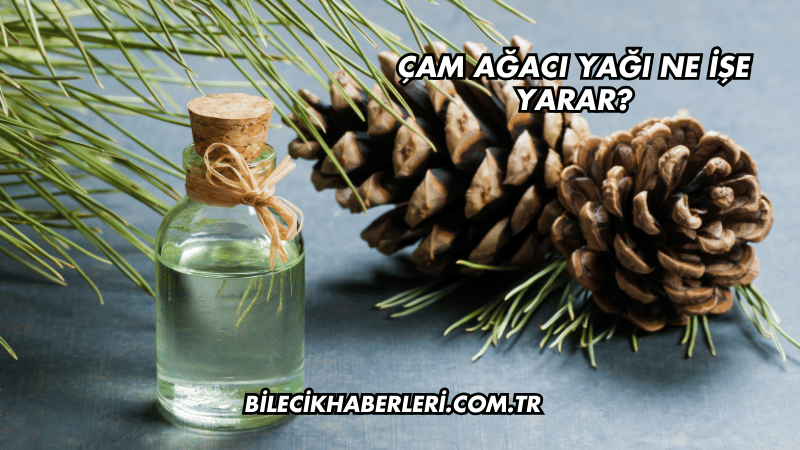 Çam Ağacı Yağı Ne İşe Yarar?
