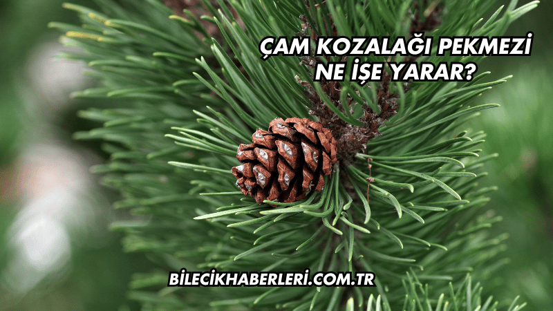Çam Kozalağı Pekmezi Ne İşe Yarar?