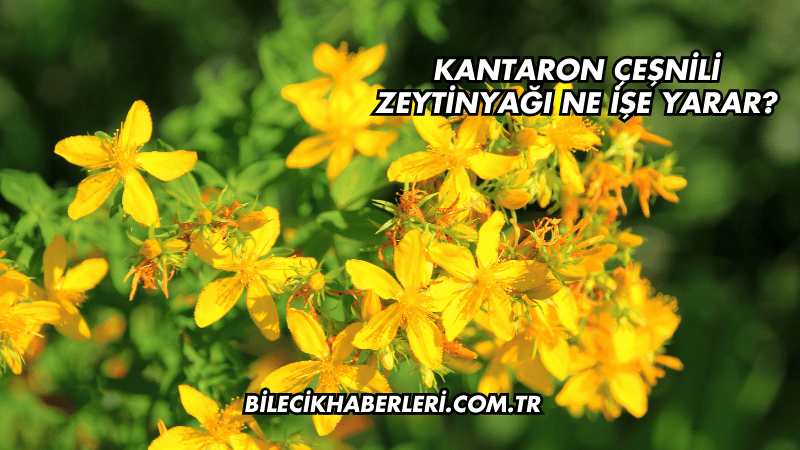Kantaron Çeşnili Zeytinyağı Ne İşe Yarar?