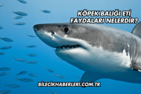 Köpek Balığı Eti Faydaları Nelerdir?