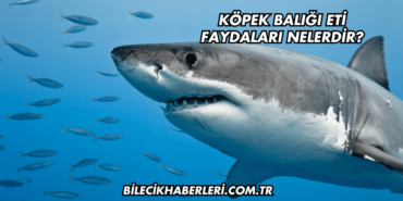 Köpek Balığı Eti Faydaları Nelerdir?