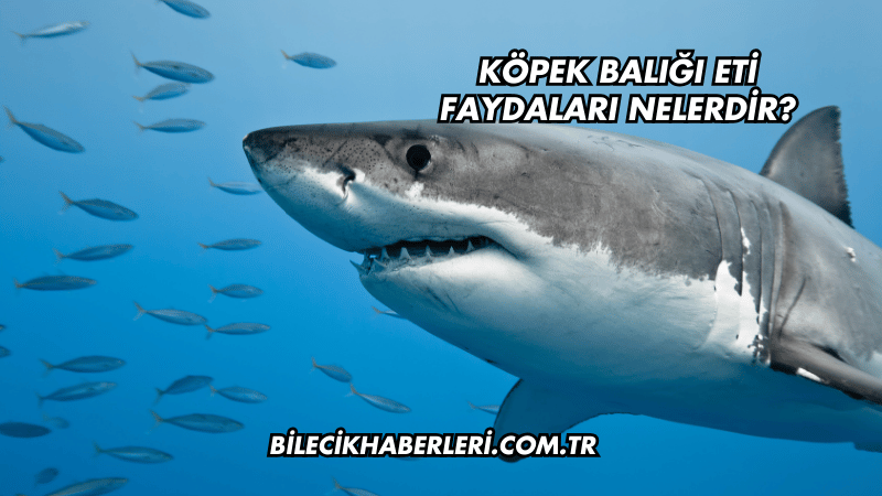 Köpek Balığı Eti Faydaları Nelerdir?