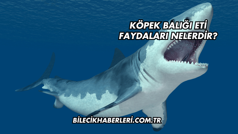 Köpek Balığı Eti Faydaları Nelerdir?