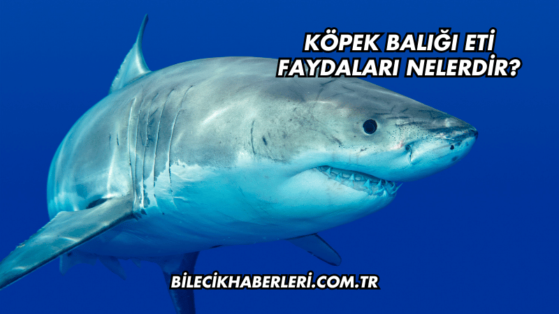 Köpek Balığı Eti Faydaları Nelerdir?