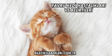 Yavru Kedi Hastalıkları ve Belirtileri