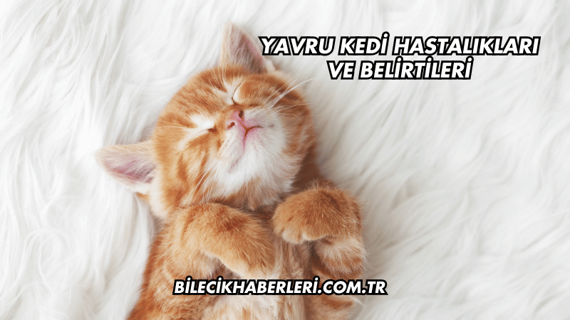 Yavru Kedi Hastalıkları ve Belirtileri