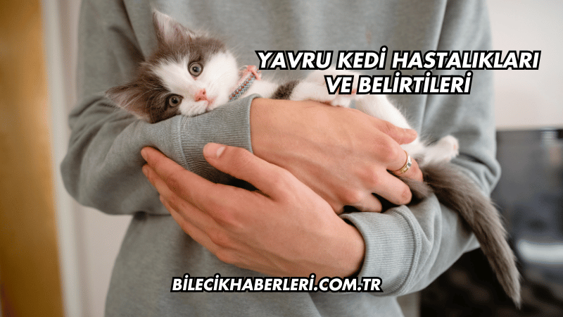Yavru Kedi Hastalıkları ve Belirtileri