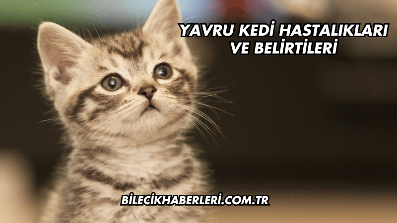 Yavru Kedi Hastalıkları ve Belirtileri