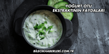 Yoğurt Otu Ekstraktının Faydaları
