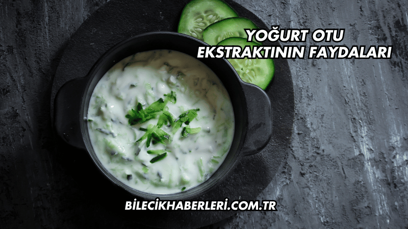 Yoğurt Otu Ekstraktının Faydaları