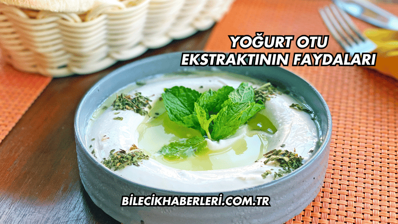 Yoğurt Otu Ekstraktının Faydaları