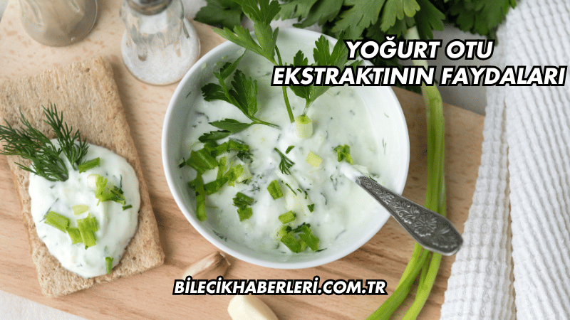 Yoğurt Otu Ekstraktının Faydaları