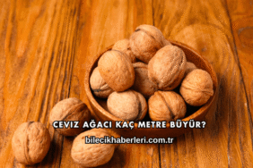 Ceviz Ağacı Kaç Metre Büyür?