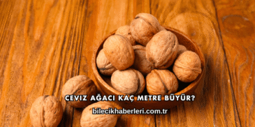 Ceviz Ağacı Kaç Metre Büyür?