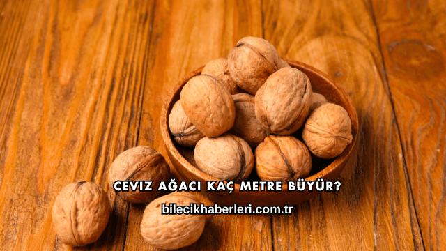 Ceviz Ağacı Kaç Metre Büyür?