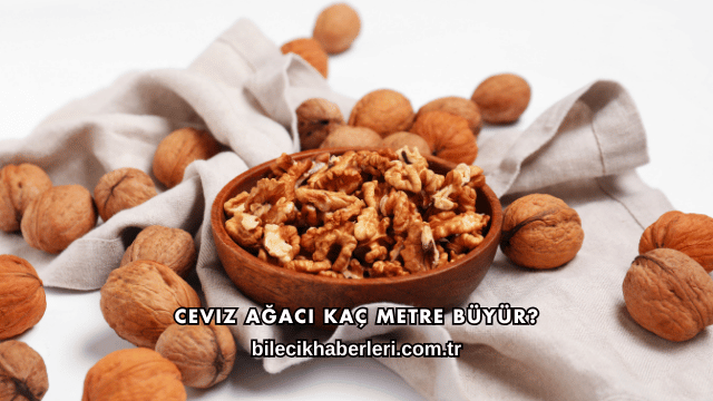 Ceviz Ağacı Kaç Metre Büyür?