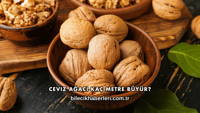 Ceviz Ağacı Kaç Metre Büyür?
