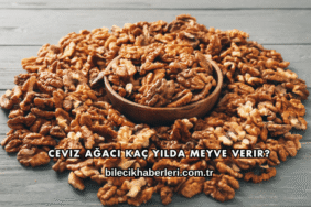 Ceviz Ağacı Kaç Yılda Meyve Verir?