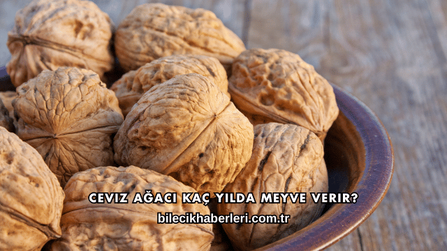 Ceviz Ağacı Kaç Yılda Meyve Verir?