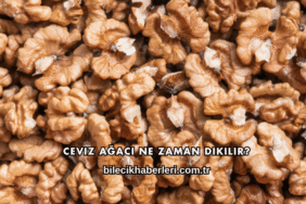 Ceviz Ağacı Ne Zaman Dikilir?