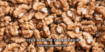 Ceviz Ağacı Ne Zaman Dikilir?