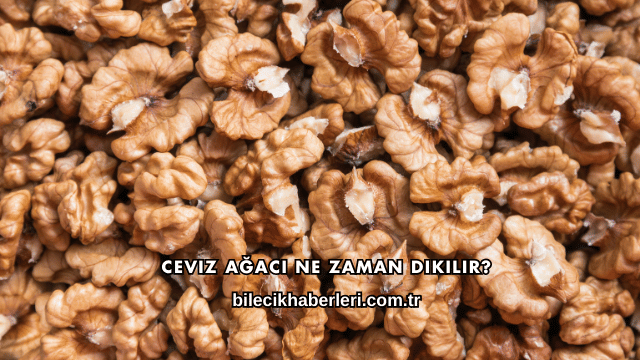 Ceviz Ağacı Ne Zaman Dikilir?