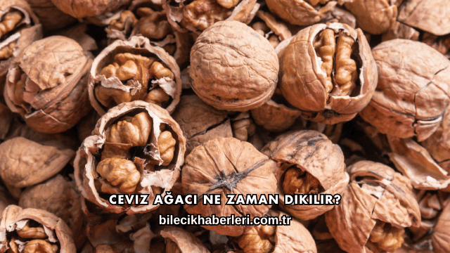 Ceviz Ağacı Ne Zaman Dikilir?