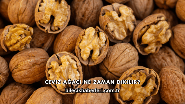 Ceviz Ağacı Ne Zaman Dikilir?